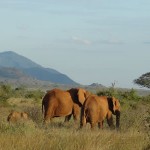 elephants migrating