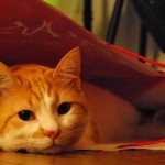 Cat in a shopping bag