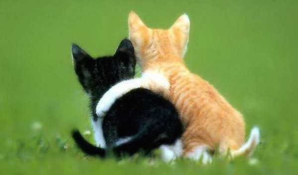Cats hugging