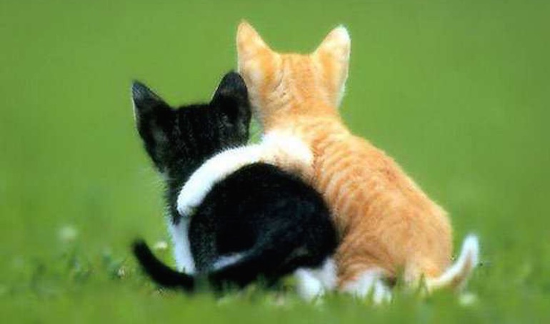 Cats hugging