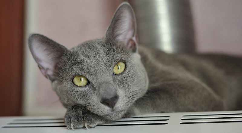 cat on heat register