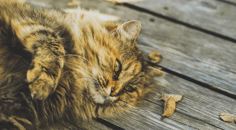 A cat lying on wooden decking