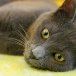 gray cat lying on side