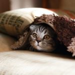 Kitty under a blanked