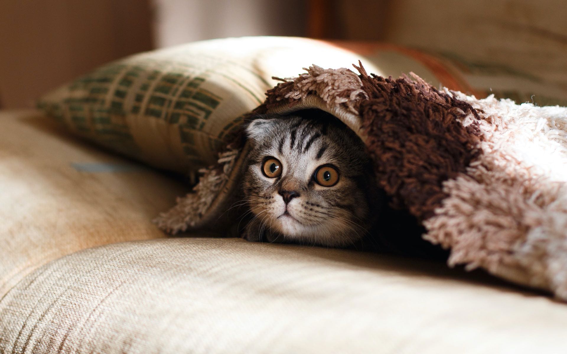Kitty under a blanket