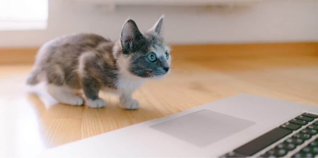 kitten sitting on the floor staring at a laptop screen
