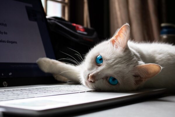 white cat with electric blue eyes lying on a laptop