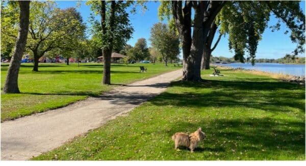 Zuzu walking at Colvill Park in Red Wing, Minnesota